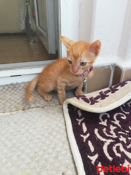 Sarman, Kedi  Şeftali fotoğrafı