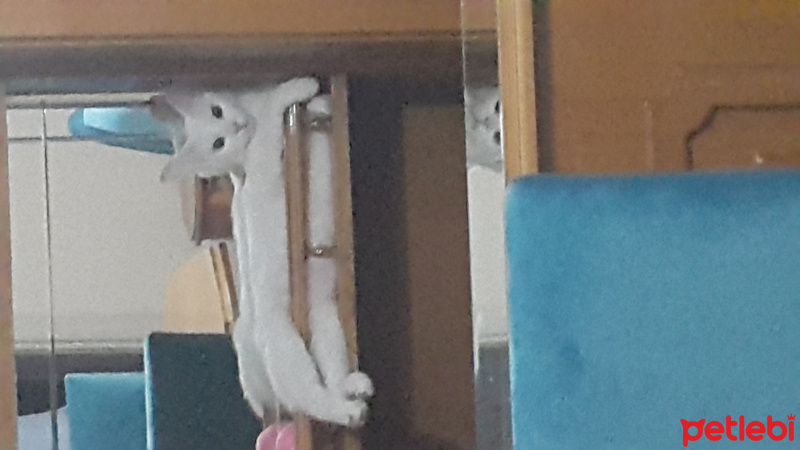 Ankara Kedisi, Kedi  Keskul fotoğrafı