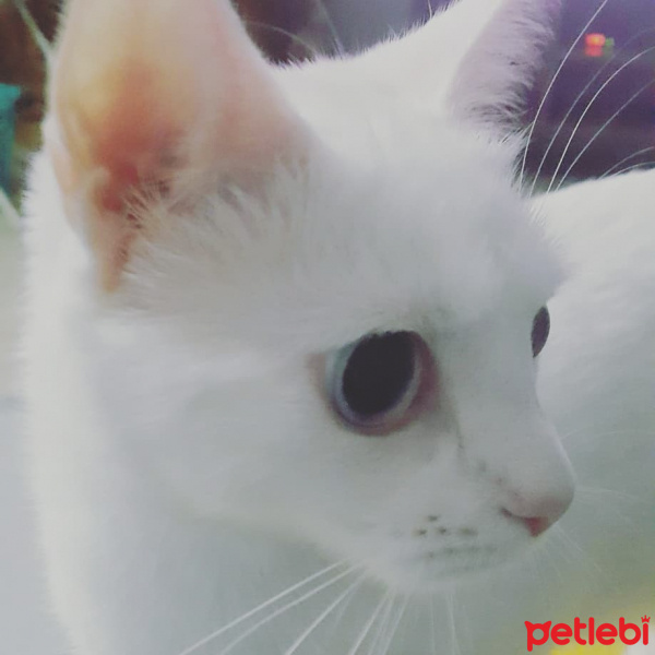 Ankara Kedisi, Kedi  Keskul fotoğrafı