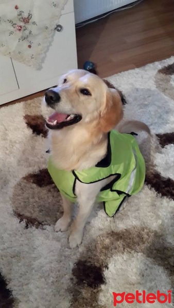 Golden Retriever, Köpek  paşa fotoğrafı