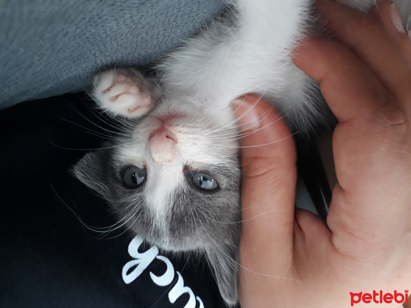 Tekir Kedi, Kedi  Pati fotoğrafı