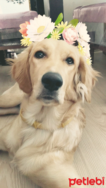 Golden Retriever, Köpek  Hera fotoğrafı