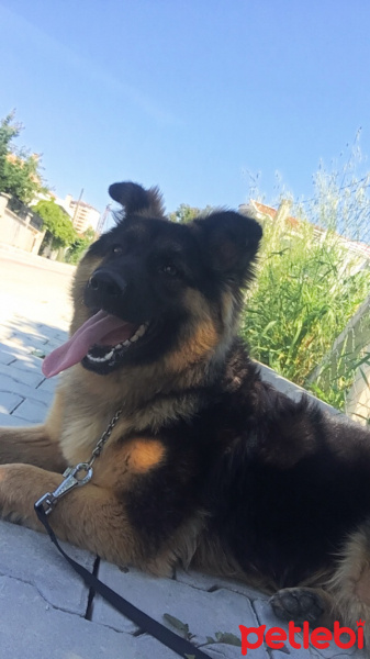 Alman Çoban Köpeği, Köpek  Hena fotoğrafı