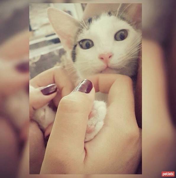 Tekir Kedi, Kedi  Pati fotoğrafı