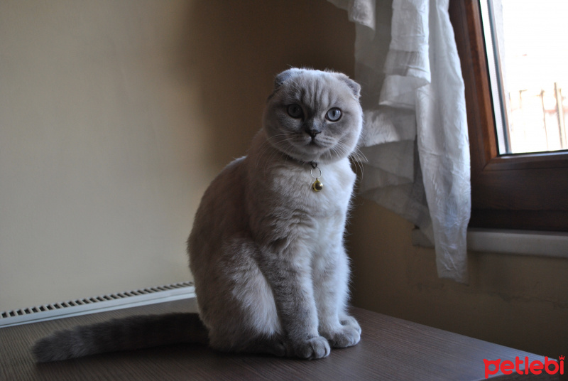 Scottish Fold, Kedi  heaven fotoğrafı