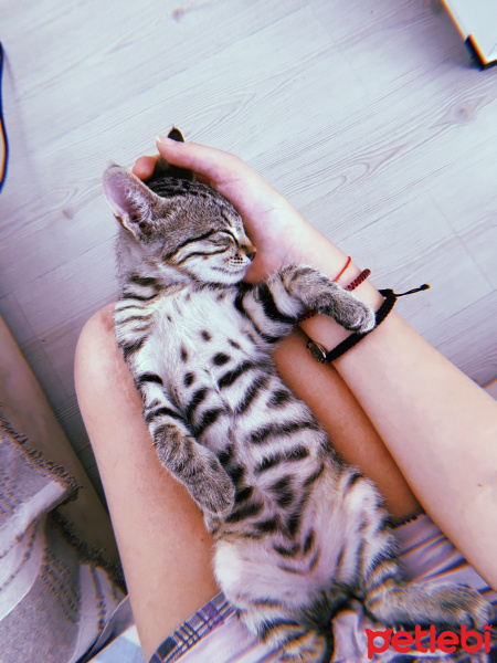 Tekir Kedi, Kedi  Leo fotoğrafı