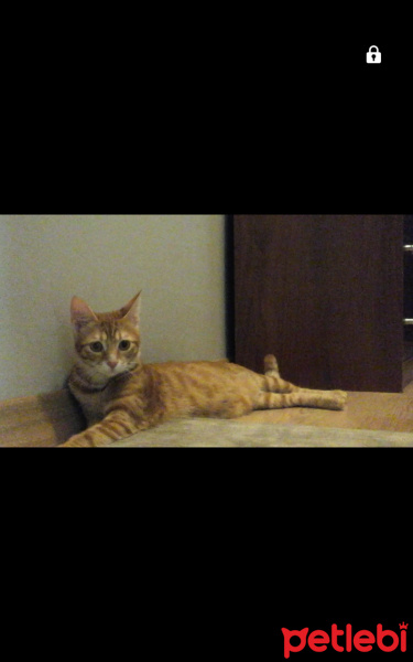 Sarman, Kedi  Tarçın fotoğrafı