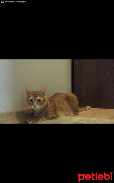 Sarman, Kedi  Tarçın fotoğrafı