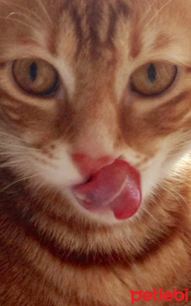 Sarman, Kedi  Tarçın fotoğrafı
