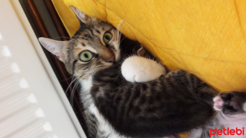 Tekir Kedi, Kedi  Adını siz koyun fotoğrafı