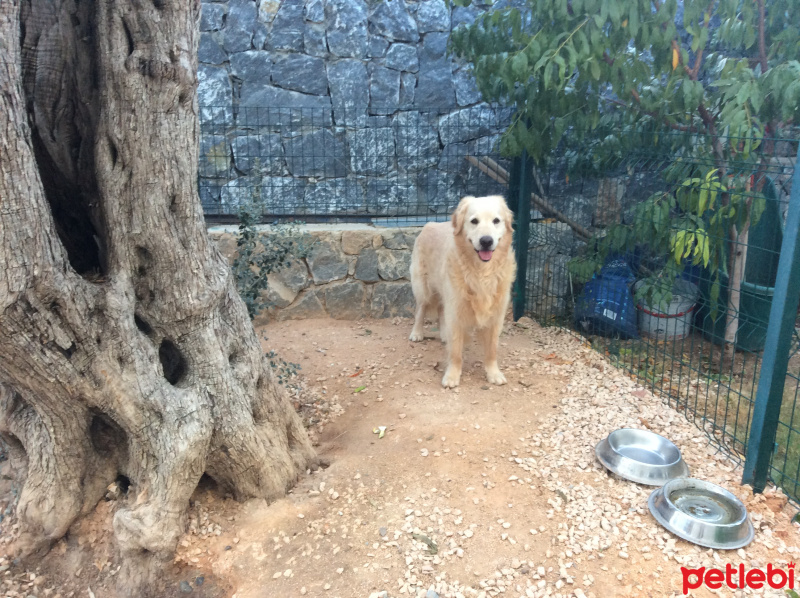 Golden Retriever, Köpek  paşa fotoğrafı