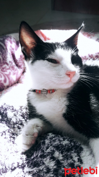 Tekir Kedi, Kedi  Zeytin fotoğrafı
