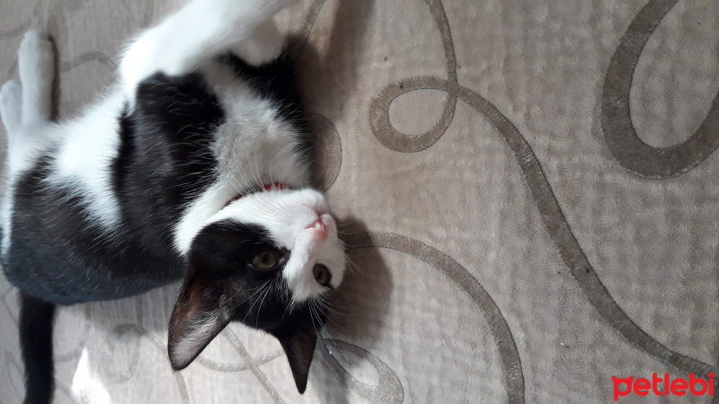 Tekir Kedi, Kedi  Zeytin fotoğrafı