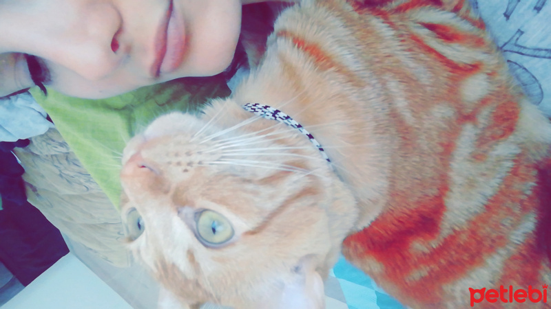 Tekir Kedi, Kedi  Maçi fotoğrafı