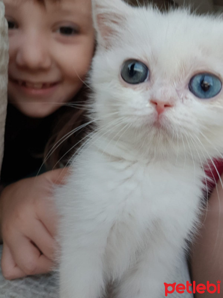 Scottish Fold, Kedi  Luna fotoğrafı