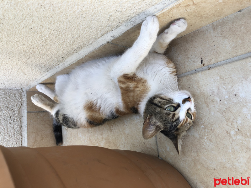 Tekir Kedi, Kedi  Mocha fotoğrafı