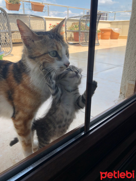 Tekir Kedi, Kedi  Mocha fotoğrafı