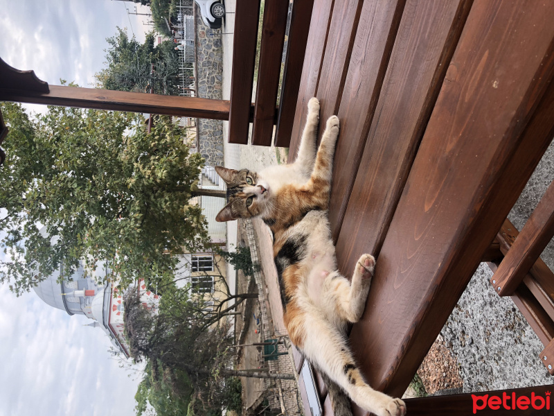Tekir Kedi, Kedi  Mocha fotoğrafı