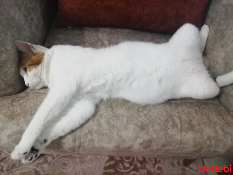 Tekir Kedi, Kedi  Misa ve alex fotoğrafı