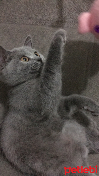 British Shorthair, Kedi  Leo fotoğrafı