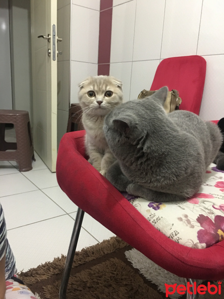 British Shorthair, Kedi  Leo fotoğrafı