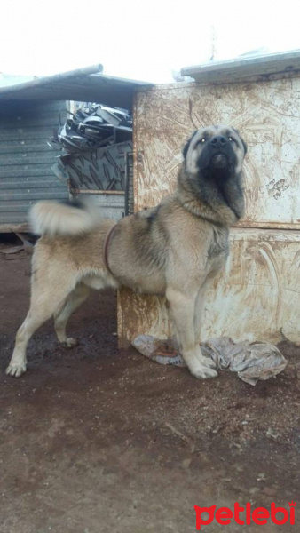 Kangal, Köpek  Barut fotoğrafı
