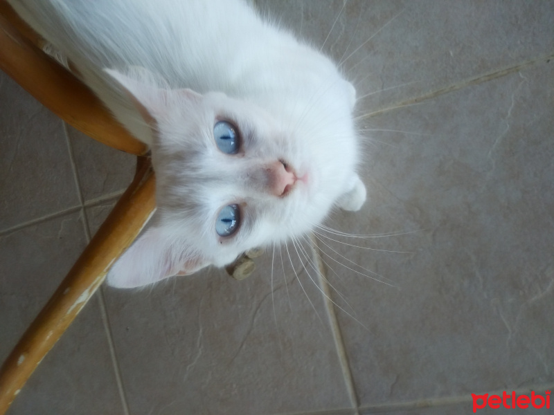 Van Kedisi, Kedi  Pamuk fotoğrafı