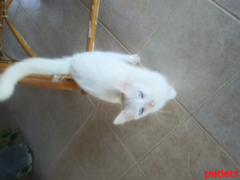 Van Kedisi, Kedi  Pamuk fotoğrafı