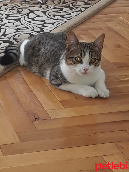 Tekir Kedi, Kedi  Duman fotoğrafı