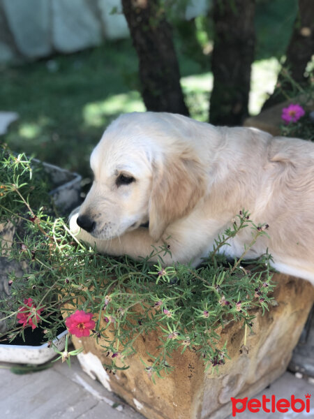 Golden Retriever, Köpek  Latte fotoğrafı