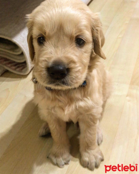 Golden Retriever, Köpek  Leo fotoğrafı