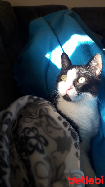 Tekir Kedi, Kedi  Prenses fotoğrafı