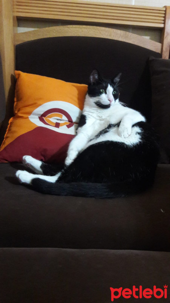 Tekir Kedi, Kedi  Prenses fotoğrafı