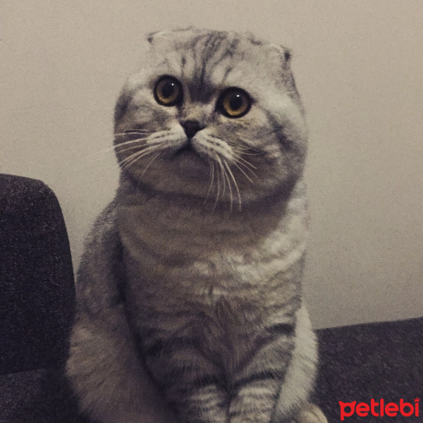 Scottish Fold, Kedi  Beckham fotoğrafı