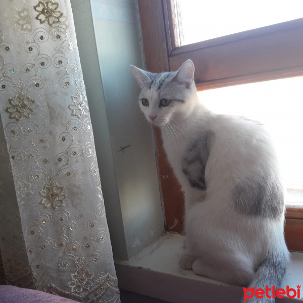 British Shorthair, Kedi  Elsa fotoğrafı