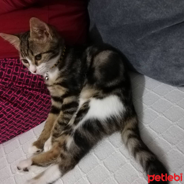 Tekir Kedi, Kedi  Sıdıka fotoğrafı
