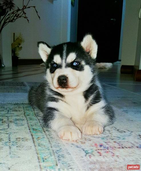 Sibirya Kurdu (Husky), Köpek  ARTUR fotoğrafı