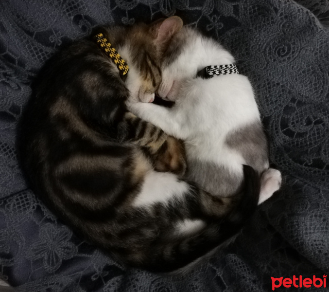Tekir Kedi, Kedi  Haydar fotoğrafı