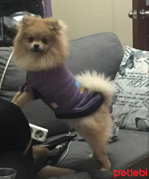 Pomeranyalı, Köpek  Kontes fotoğrafı