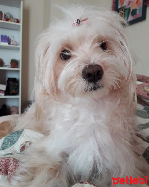 Maltese, Köpek  Çilek fotoğrafı