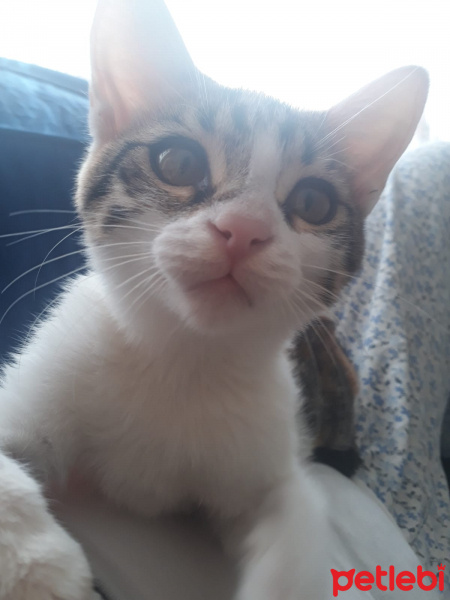 Ankara Kedisi, Kedi  Mia fotoğrafı