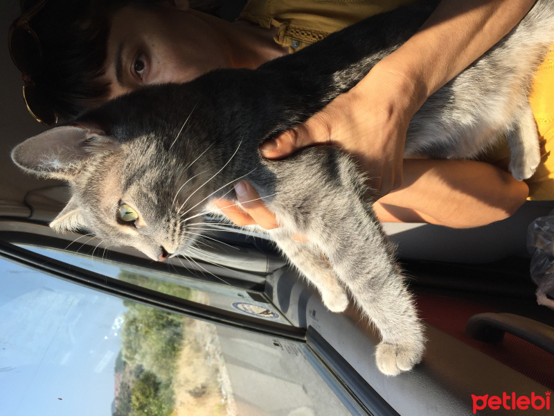 Tekir Kedi, Kedi  Nazife fotoğrafı