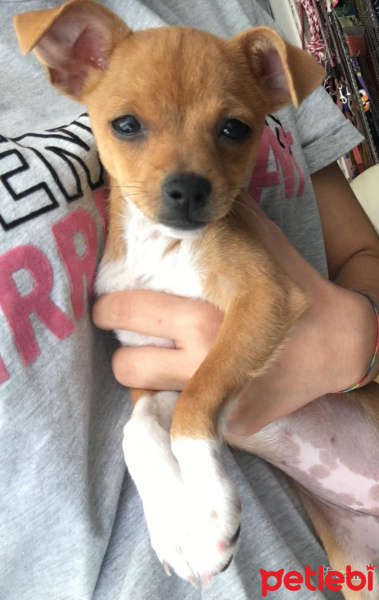 Chihuahua, Köpek  Mega fotoğrafı
