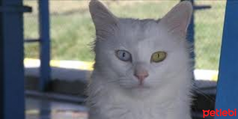 Van Kedisi, Kedi  Cat fire fotoğrafı