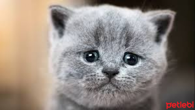 York Chocolate, Kedi  Catmane fotoğrafı
