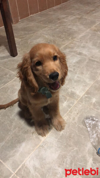 Amerikan Cocker Spaniel, Köpek  Defi fotoğrafı