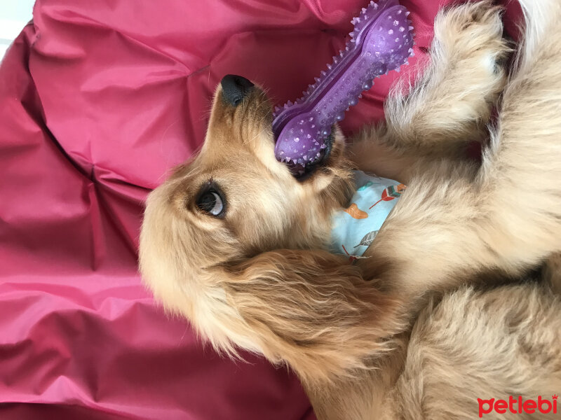 Amerikan Cocker Spaniel, Köpek  Defi fotoğrafı