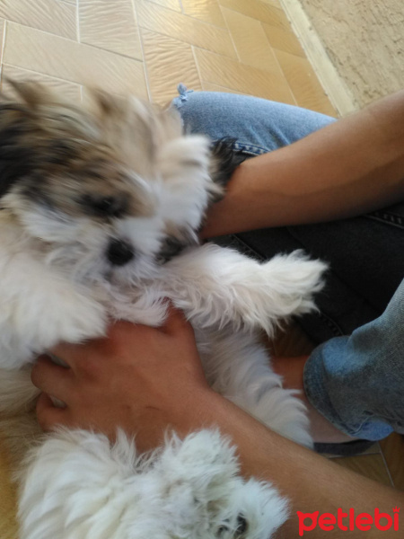 Shih Tzu, Köpek  Sany fotoğrafı