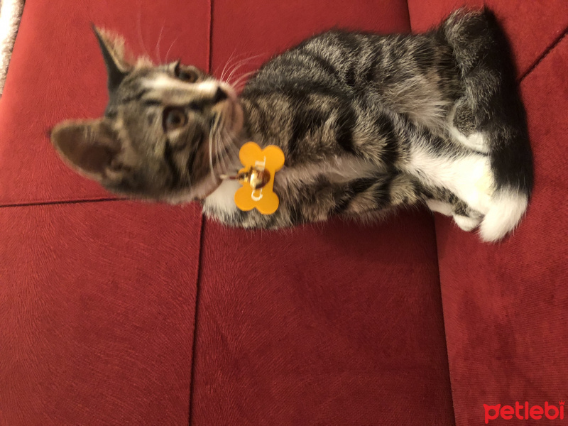 Tekir Kedi, Kedi  Çakıl fotoğrafı