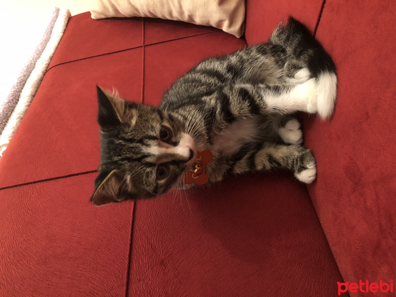 Tekir Kedi, Kedi  Çakıl fotoğrafı